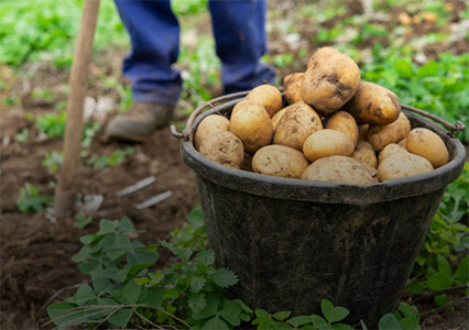 small potatoes