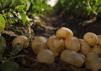 potatoes